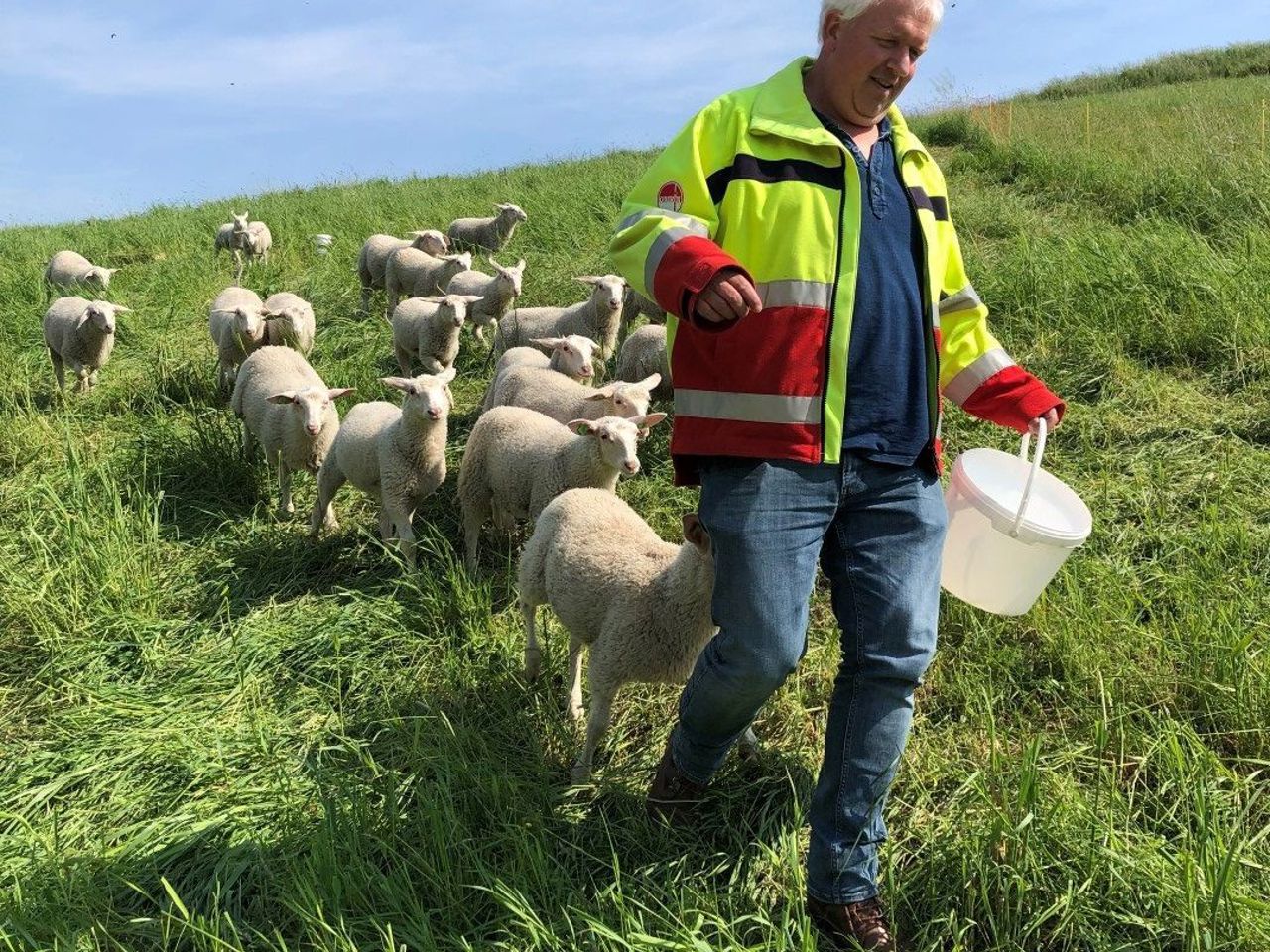 Jelle Otter Met Schapen