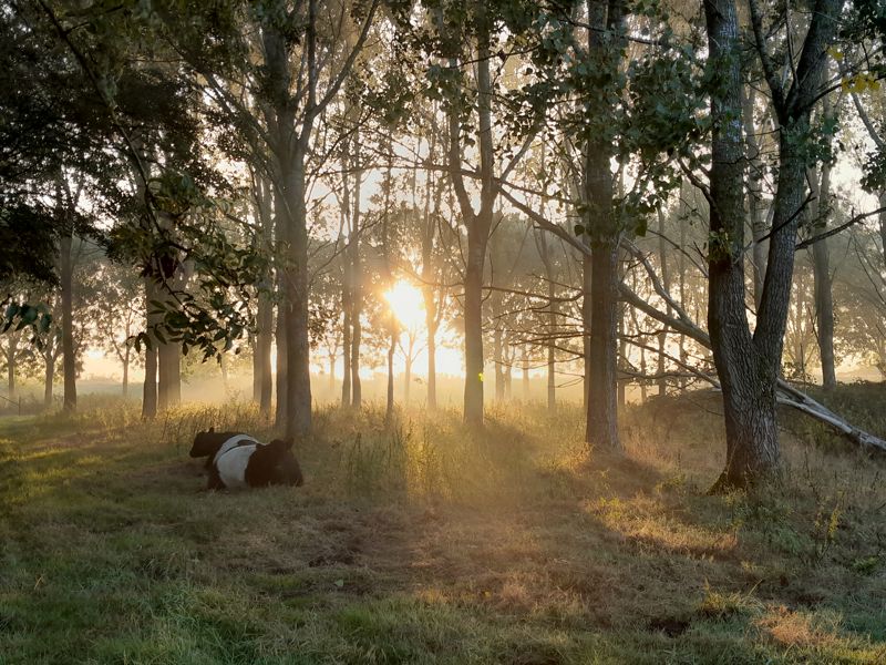 Onze Koeien Achter Bij De Stort Op Ecopark De Wierde